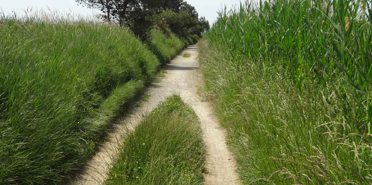 zwei Wege führen zusammen auf einen Weg