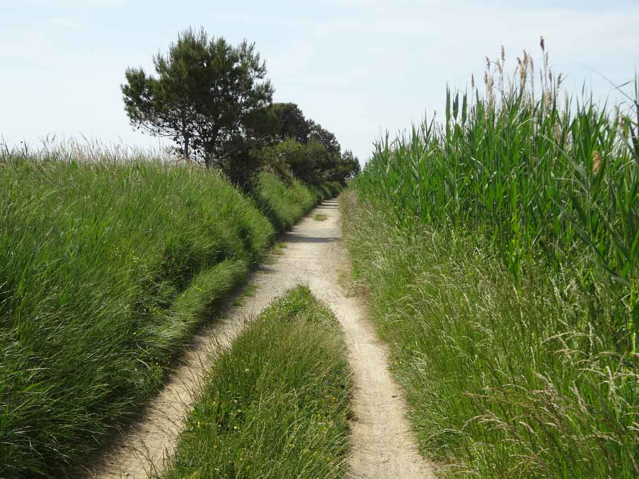 zwei Wege führen in einen Weg