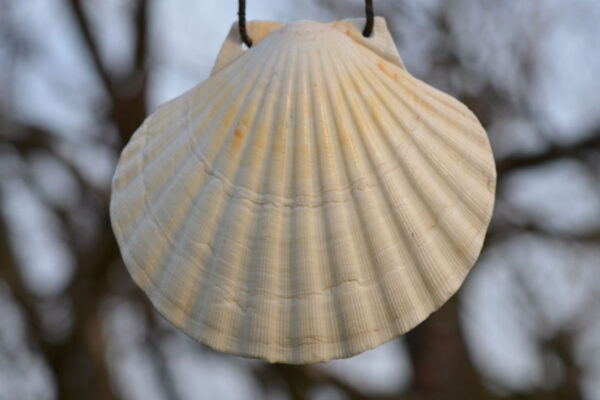 Pilgermuschel Jakobsmuschel