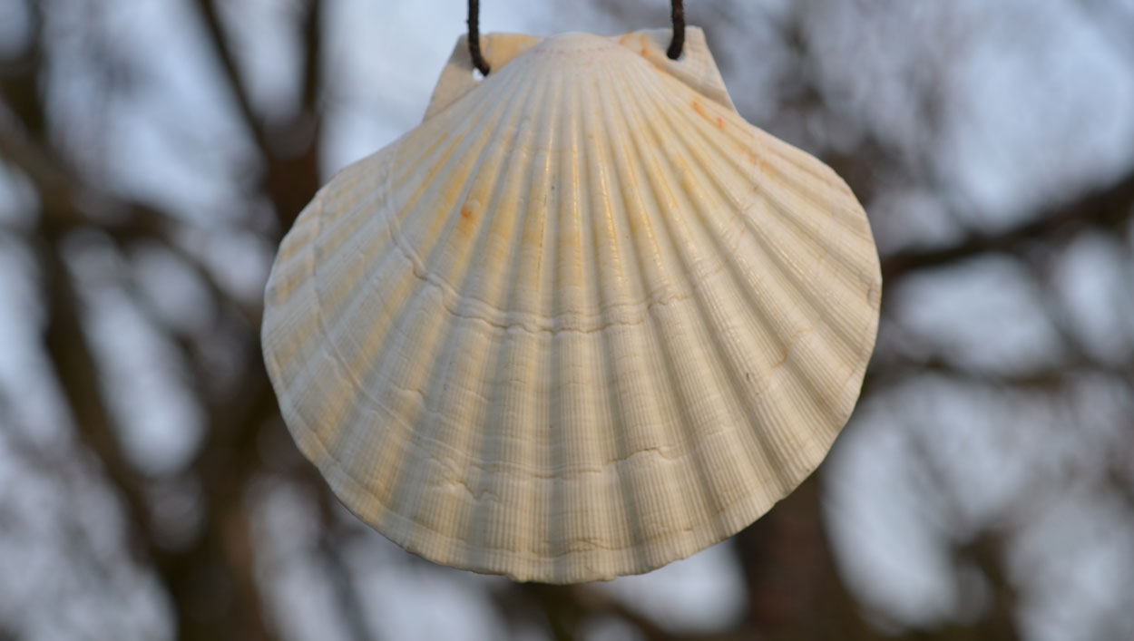 Pilgermuschel Jakobsmuschel